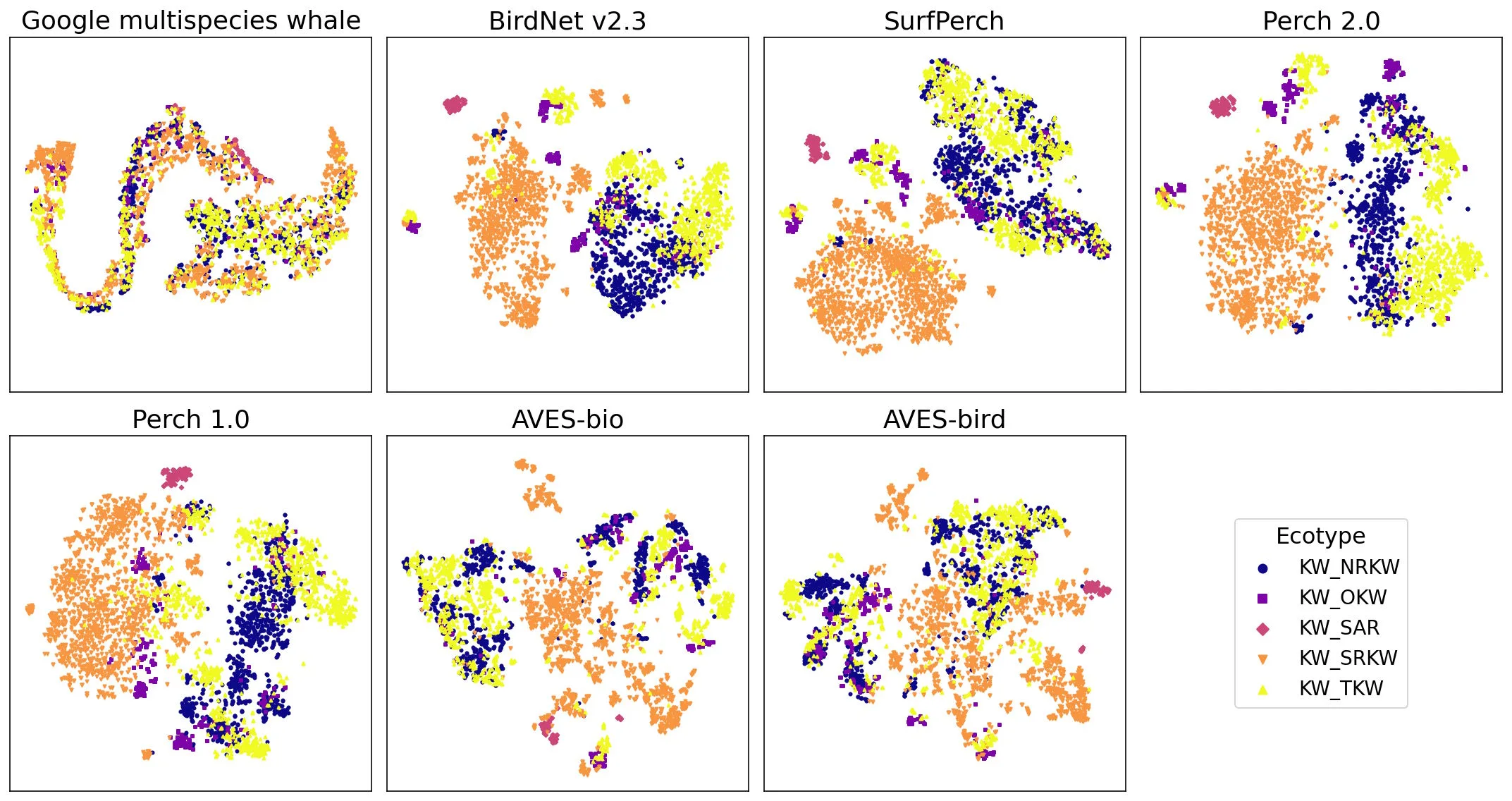 The different models categorize orca vocalizations from five subpopulations. The more clearly the color groups are separated, the better the model distinguishes the populations. In the specialized whale model (top left), the groups blur, while Perch 2.0 and BirdNet clearly separate them. | Image: Google