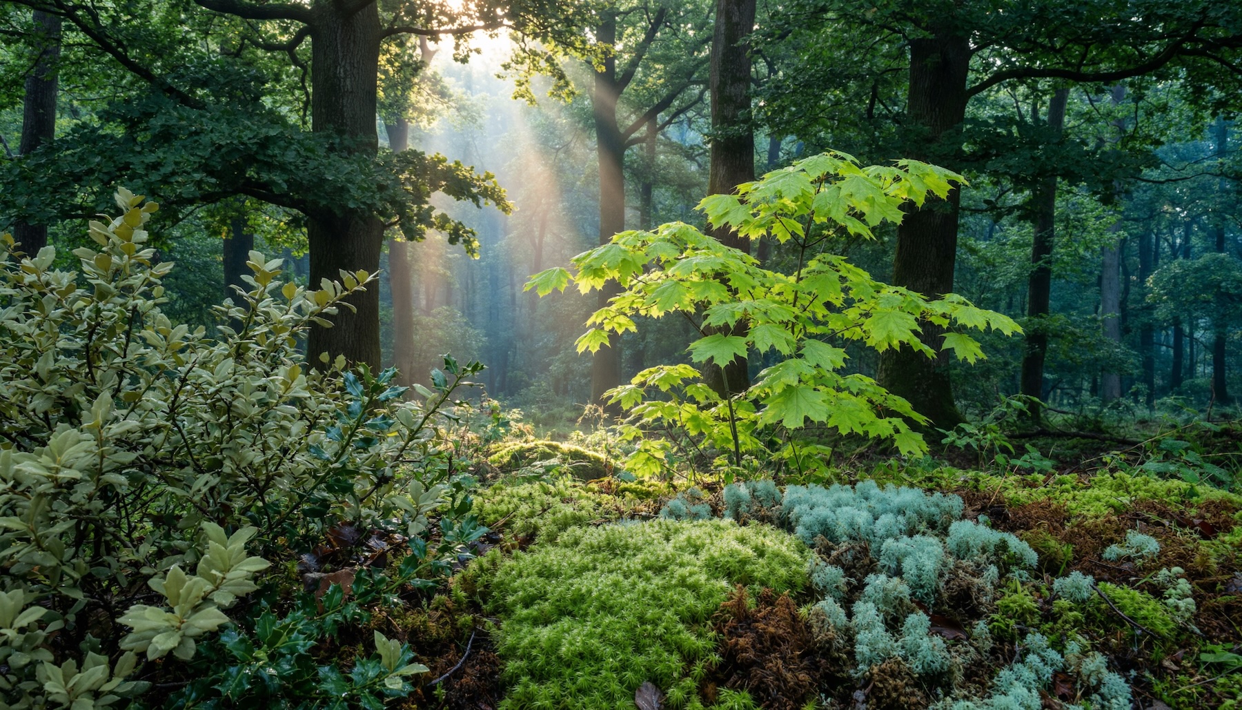 According to the Qwen team, the model differentiates over 23 different shades of green with varying textures in this generated forest scene. | ​​Image: Qwen
